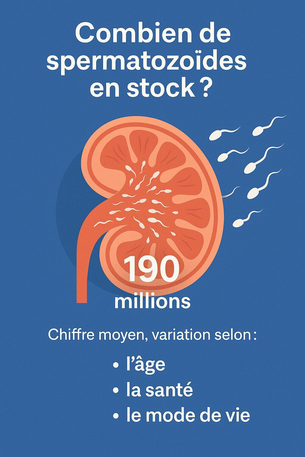 Infographie synthétique : "Combien de spermatozoïdes en stock ?" (chiffres en millions, variation selon l’âge, santé, mode de vie)