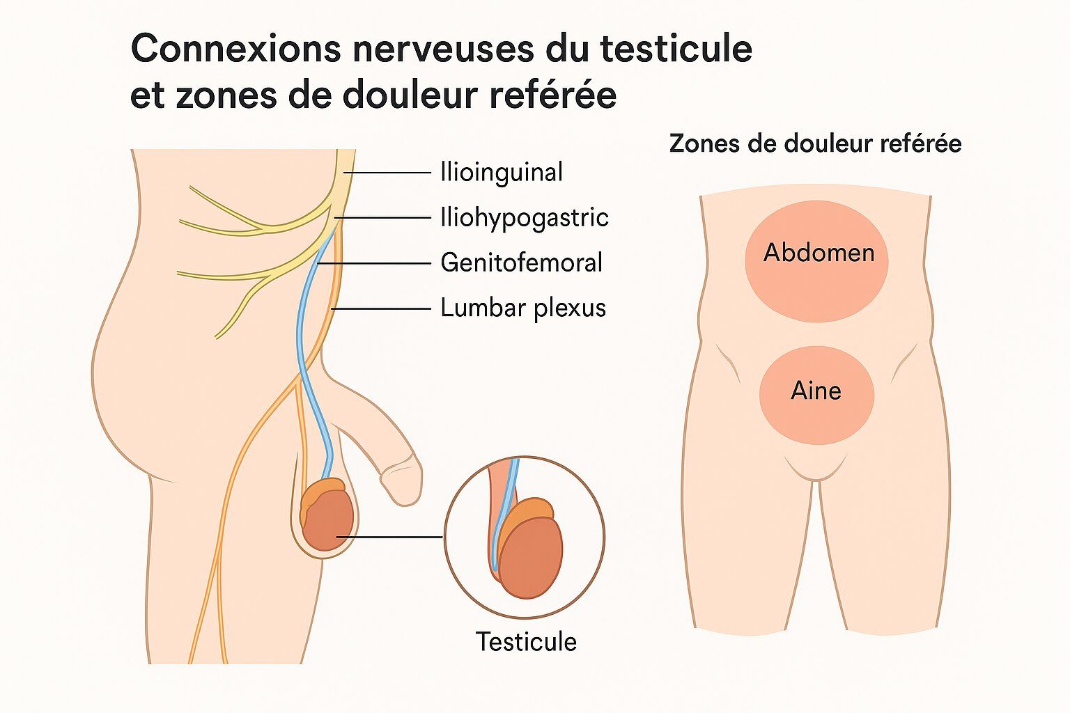 Schéma illustrant les connexions nerveuses testiculaires et les zones de douleur référée